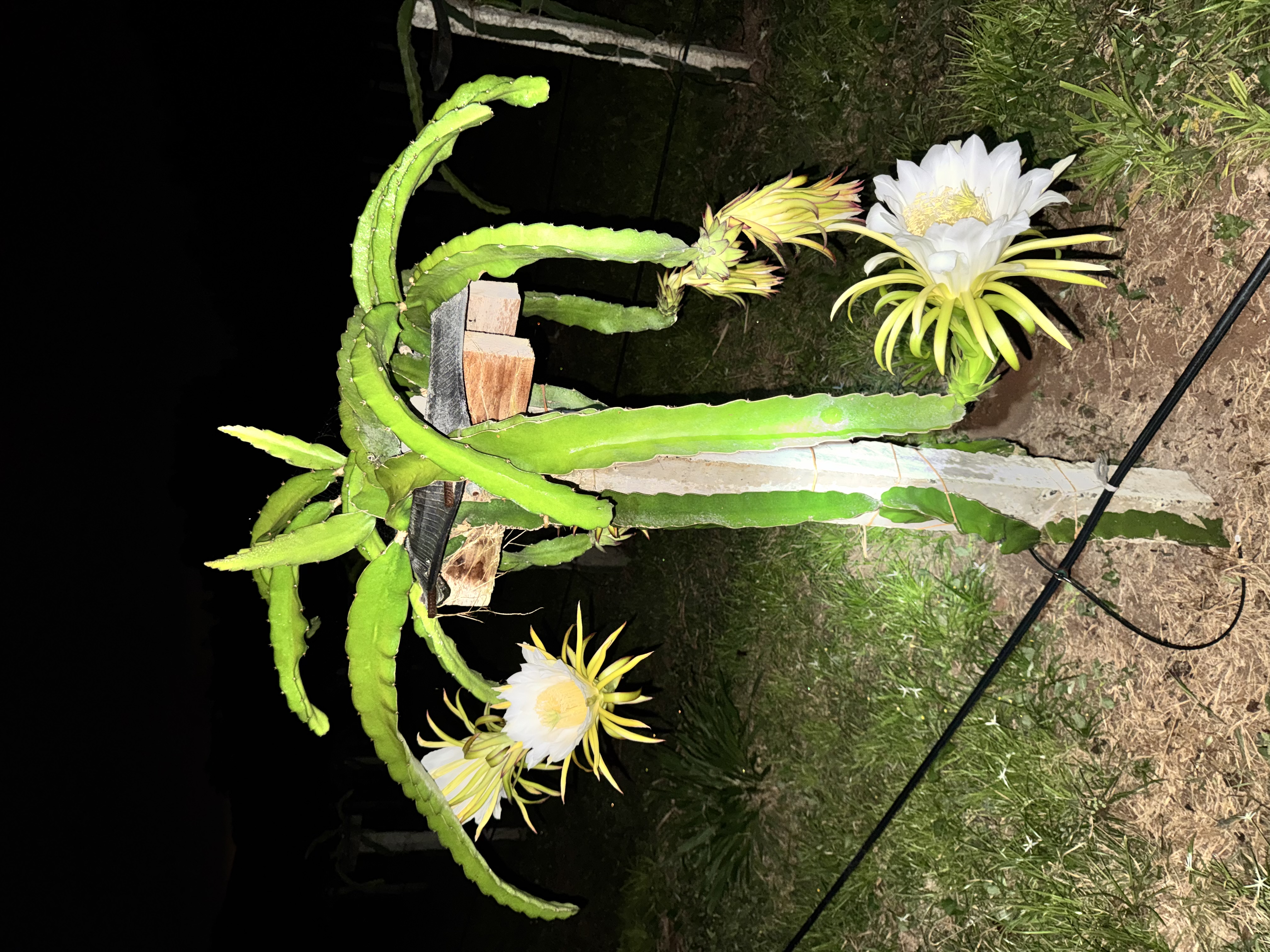 Esquejes de Pitahaya