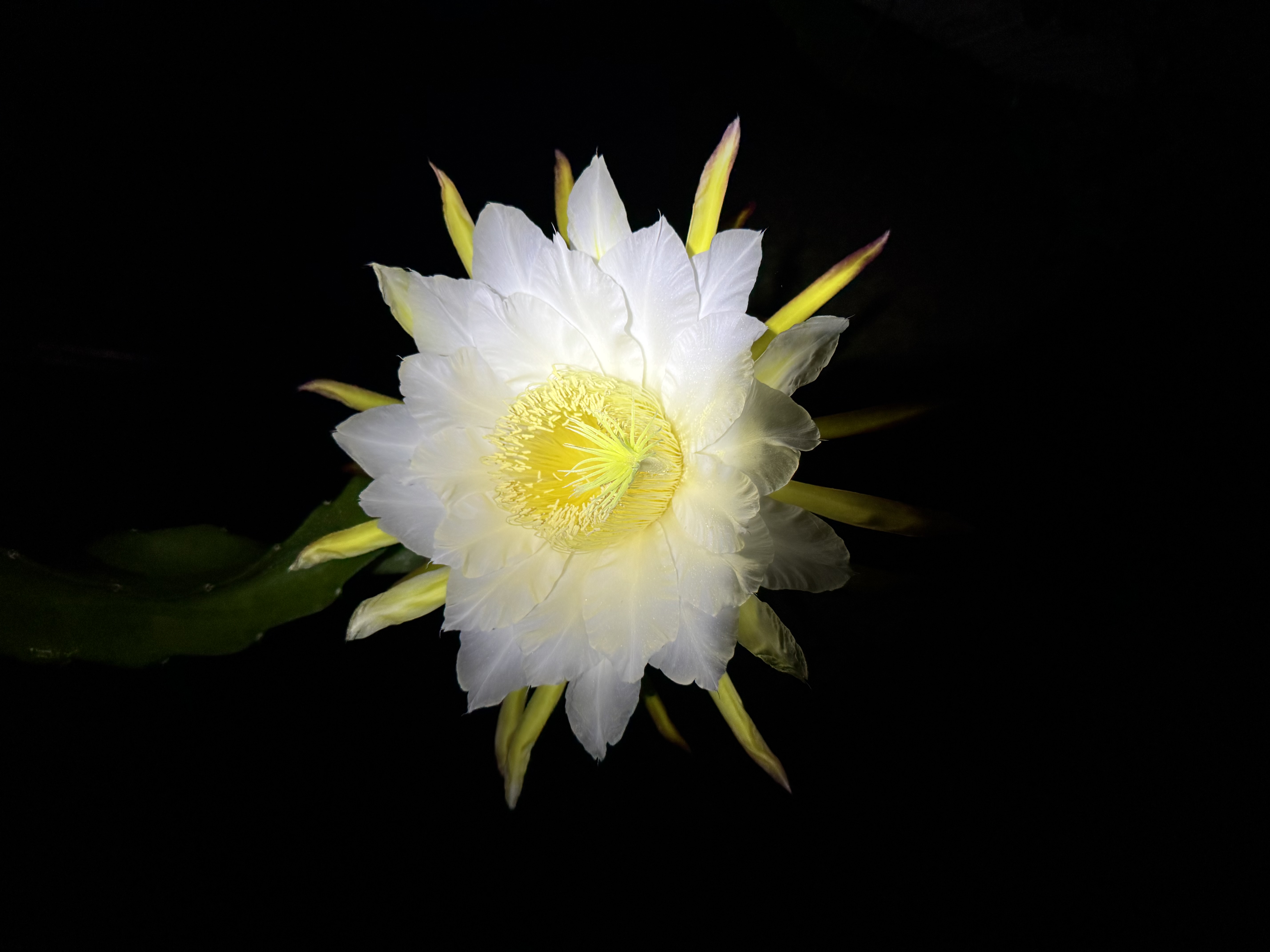 Flor de pitahaya