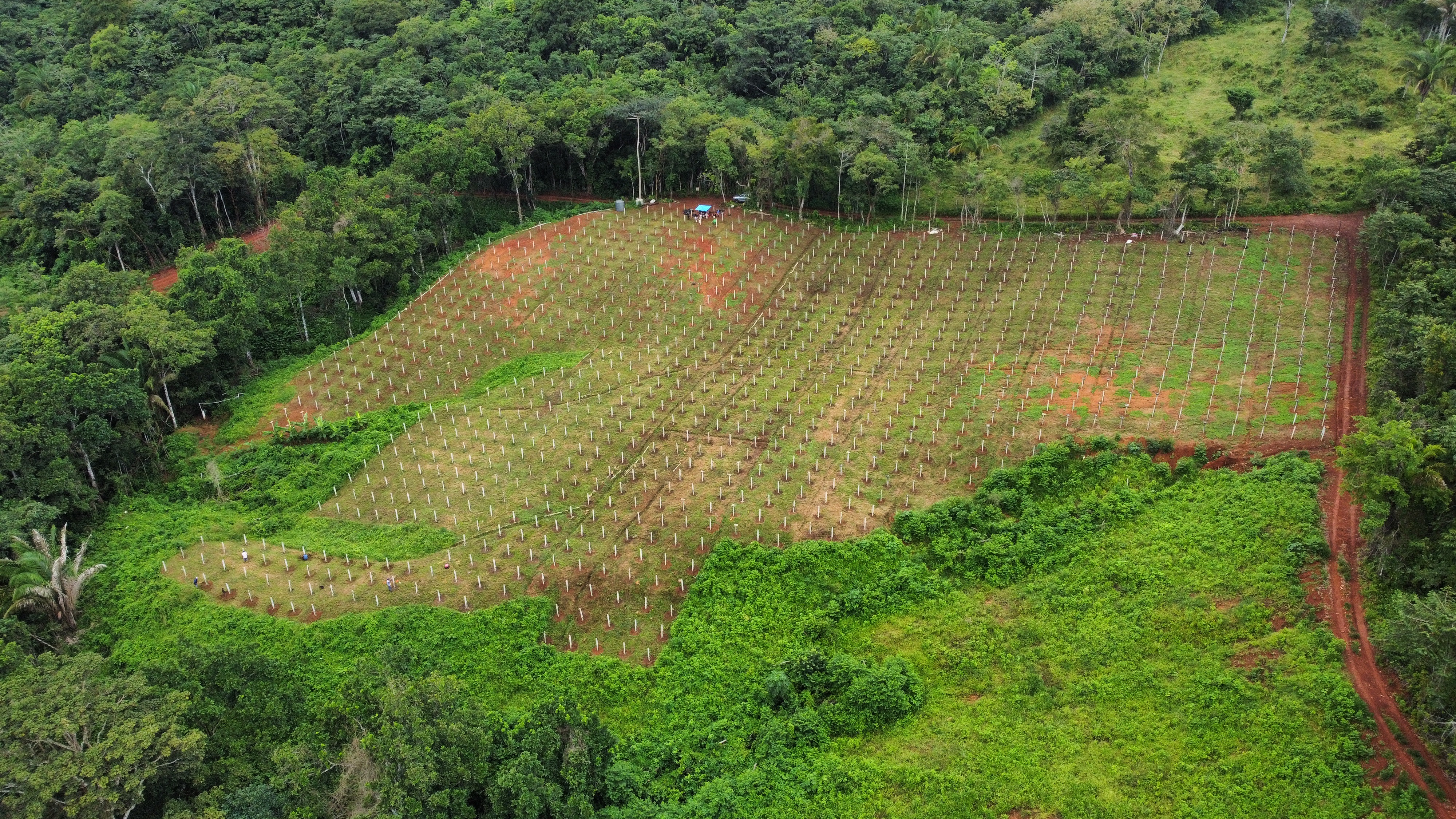 Plantación de pitahaya Panamá