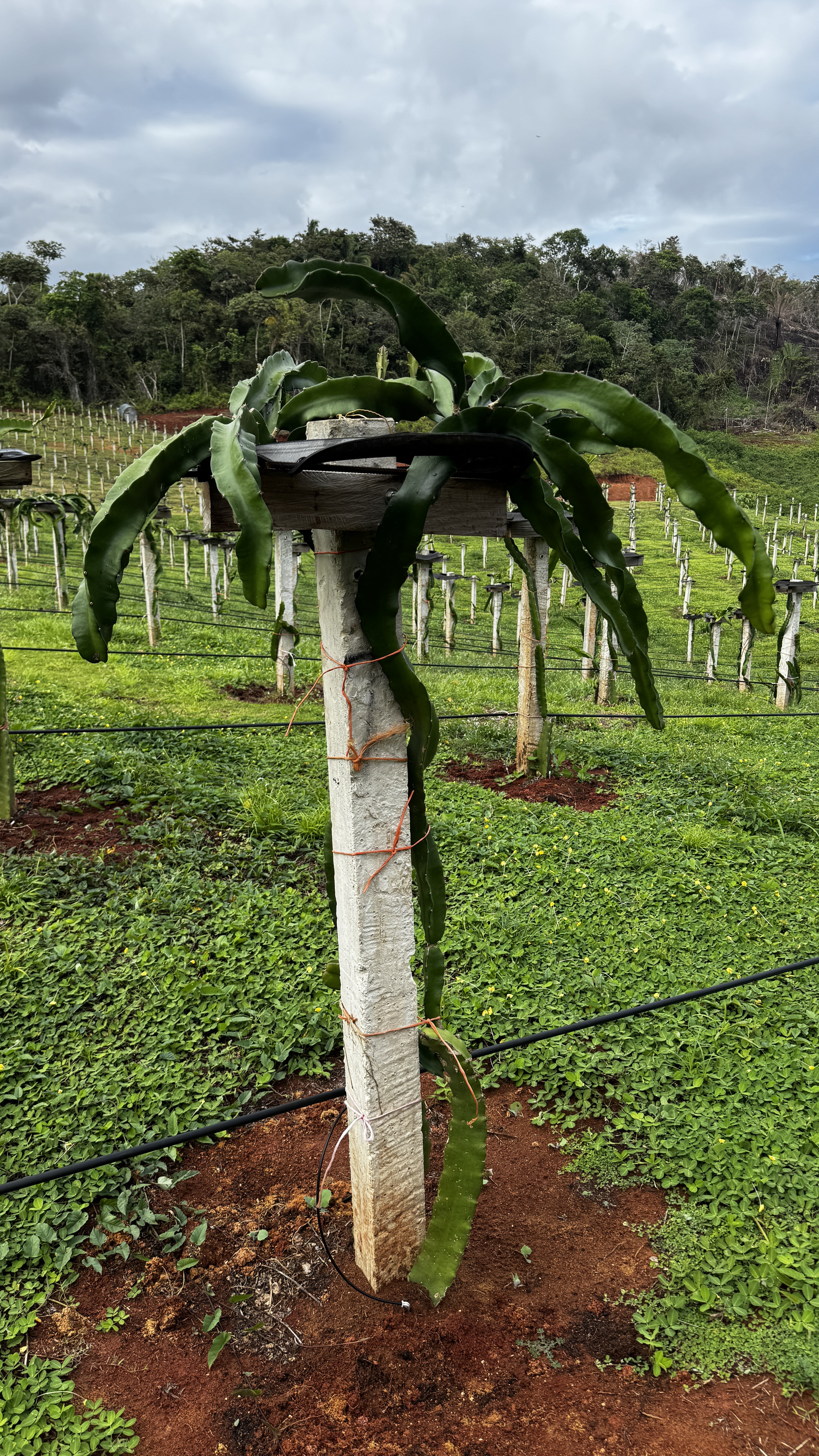 Planta de pitahaya