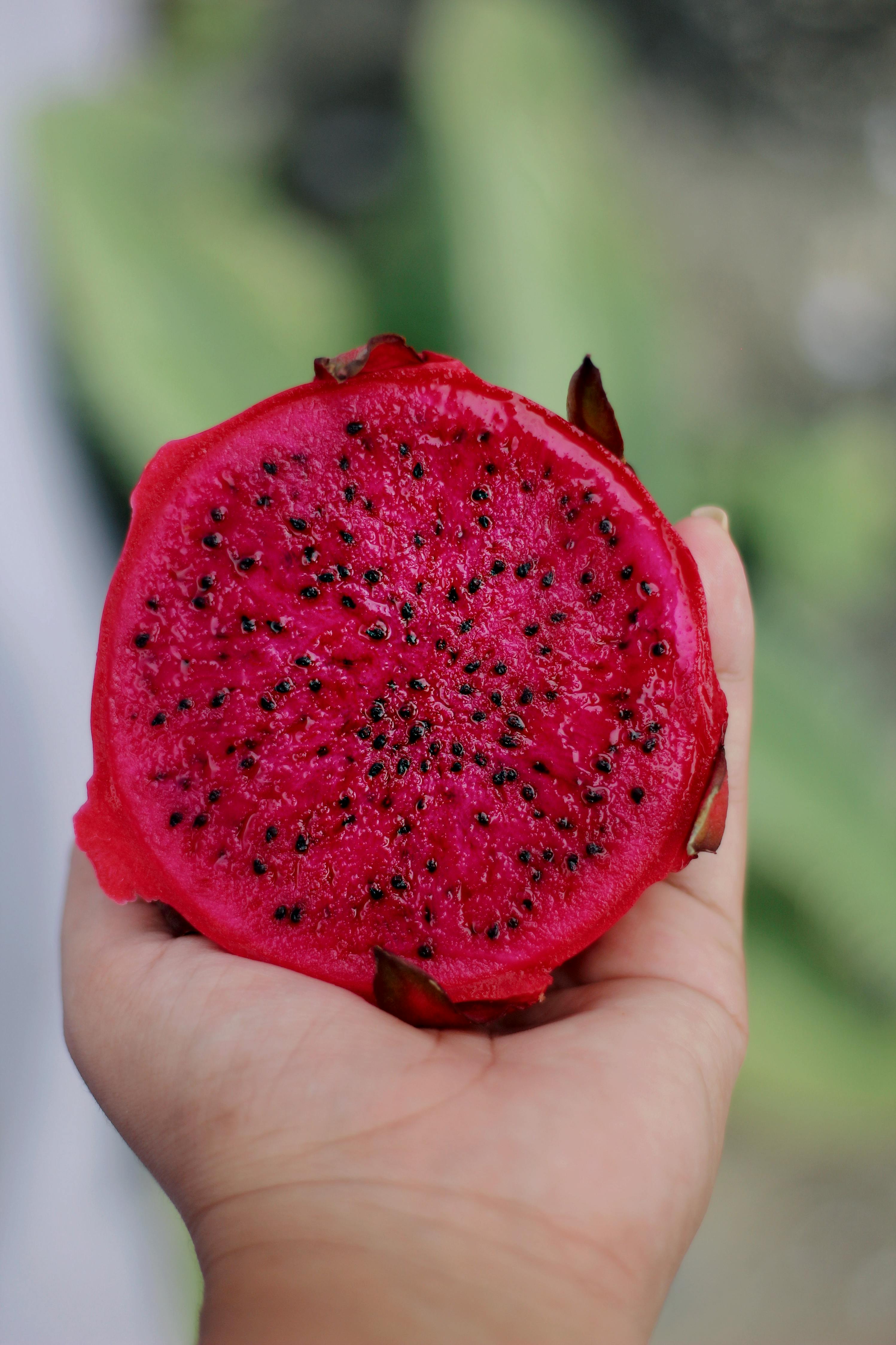 Pitahaya Taiwan Red — variedades
